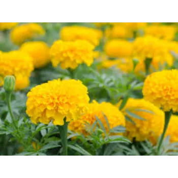   Fresh Marigold Flowers
